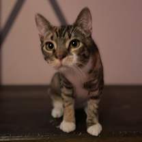 Thumbnail photo of Callie #1