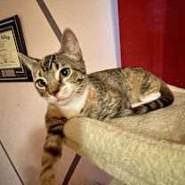 Thumbnail photo of Callie #2