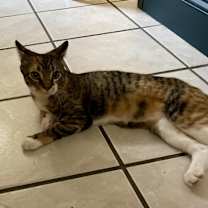 Thumbnail photo of Callie #3