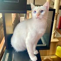 Thumbnail photo of Aspen #3