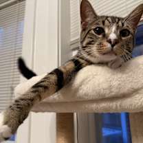 Thumbnail photo of Milo #1