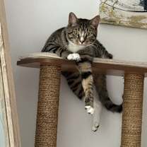 Thumbnail photo of Milo #3