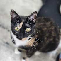 Thumbnail photo of Seraphina #1