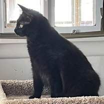 Thumbnail photo of Dahlia #3