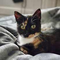 Thumbnail photo of Seraphina #3