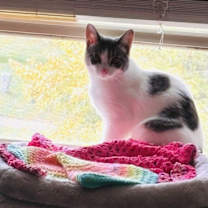 Thumbnail photo of Leza (Must be adopted with Loann) #4