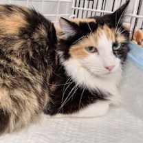 Thumbnail photo of AJA #1