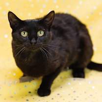 Thumbnail photo of Purrl-C #2