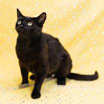 Thumbnail photo of Purrl-C #4