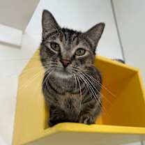 Thumbnail photo of Briar  #1