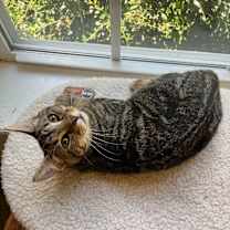 Thumbnail photo of Piglet #2