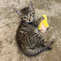 Thumbnail photo of Yak #4