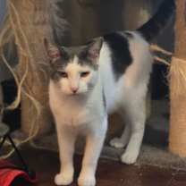 Thumbnail photo of Peppo #1