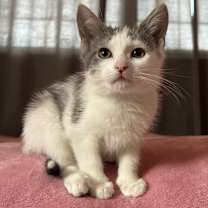 Thumbnail photo of Peppo #3