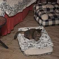 Thumbnail photo of Freddie #3