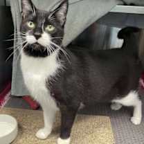 Thumbnail photo of Goldenflower #1