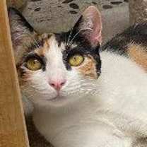 Thumbnail photo of Calypso #1