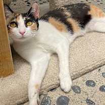 Thumbnail photo of Calypso #2