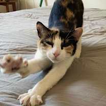 Thumbnail photo of Calypso #3