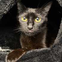 Thumbnail photo of Vegas #1