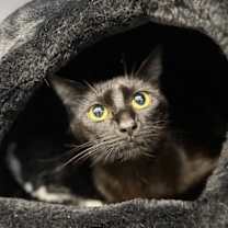 Thumbnail photo of Vegas #2