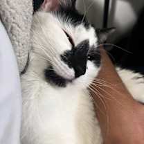 Thumbnail photo of Milo #2