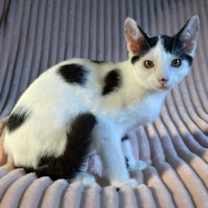 Thumbnail photo of Ping #2