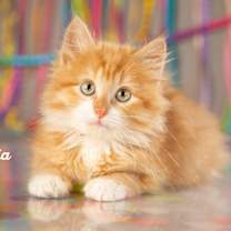 Thumbnail photo of Olivia #1