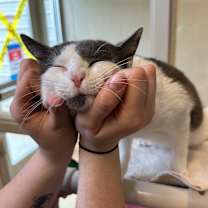 Thumbnail photo of Alder #3