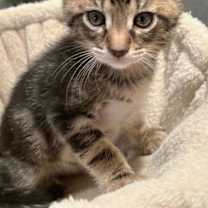 Thumbnail photo of Ziki #2