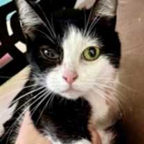 Thumbnail photo of Flurry #1