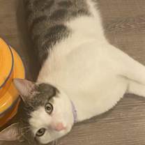 Thumbnail photo of MANI #2