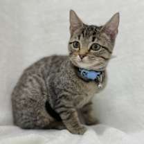 Thumbnail photo of Fig #1