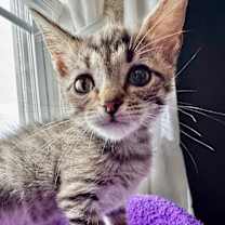 Thumbnail photo of Fig #4