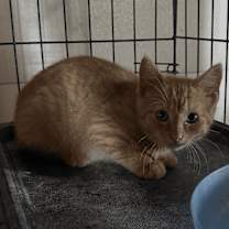 Thumbnail photo of Rocky #3