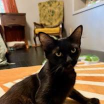 Thumbnail photo of ELVIRA #1