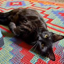 Thumbnail photo of ELVIRA #2