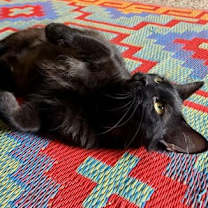 Thumbnail photo of ELVIRA #3