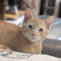 Thumbnail photo of Timber #1