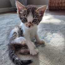 adopt a pet