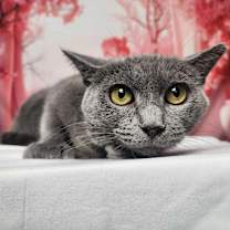 Thumbnail photo of Twila #1