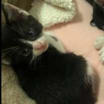 Thumbnail photo of Gertie Moo #2