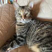 Thumbnail photo of Simba #2