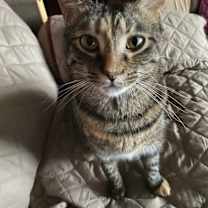 Thumbnail photo of Simba #3