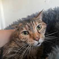 Thumbnail photo of French Fry #2