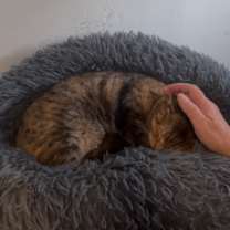 Thumbnail photo of French Fry #3