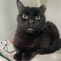 Thumbnail photo of Cecil AND Molly #3