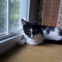 Thumbnail photo of Duncan, Willow Grove Area, (FCID 06/09/2025-152) #3