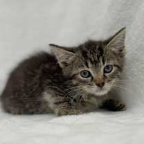 Thumbnail photo of Fiona #4