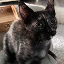 Thumbnail photo of Willow #2